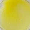 Hyla3D Face Serum